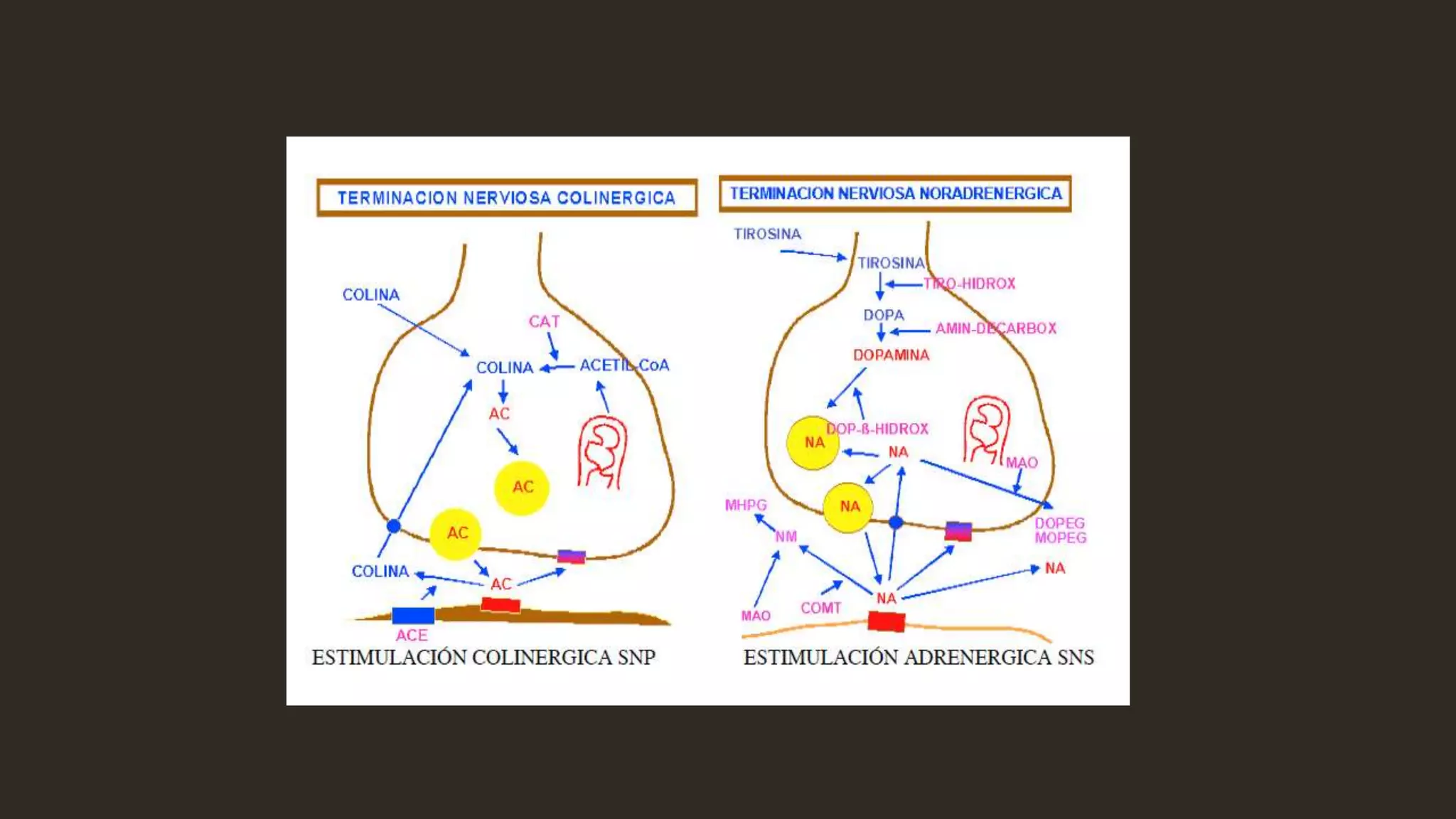 Control nervioso de la función gastrointestinal | PPTX