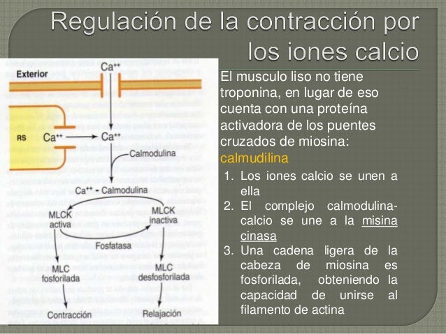 Resultado de imagen para control hormonal del musculo liso