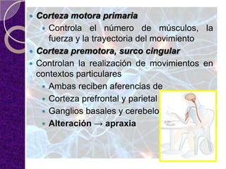  Corteza motora primaria
 Controla el número de músculos, la
fuerza y la trayectoria del movimiento
 Corteza premotora, surco cingular
 Controlan la realización de movimientos en
contextos particulares
 Ambas reciben aferencias de
 Corteza prefrontal y parietal
 Ganglios basales y cerebelo
 Alteración → apraxia
 