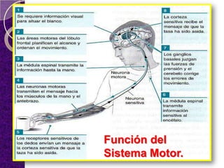 Función del
Sistema Motor.
 