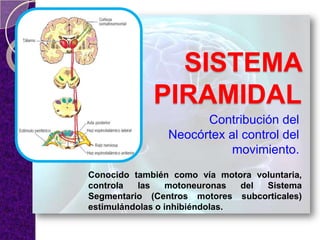 SISTEMA
PIRAMIDAL
Contribución del
Neocórtex al control del
movimiento.
Conocido también como vía motora voluntaria,
controla las motoneuronas del Sistema
Segmentario (Centros motores subcorticales)
estimulándolas o inhibiéndolas.
 