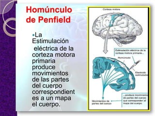 Homúnculo
de Penfield
La
Estimulación
eléctrica de la
corteza motora
primaria
produce
movimientos
de las partes
del cuerpo
correspondient
es a un mapa
el cuerpo.
 