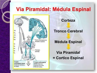 Vía Piramidal: Médula Espinal
Corteza
Tronco Cerebral
Médula Espinal
Vía Piramidal
= Cortico Espinal
 