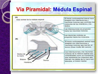 Vía Piramidal: Médula Espinal
 