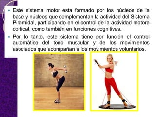  Este sistema motor esta formado por los núcleos de la
base y núcleos que complementan la actividad del Sistema
Piramidal, participando en el control de la actividad motora
cortical, como también en funciones cognitivas.
 Por lo tanto, este sistema tiene por función el control
automático del tono muscular y de los movimientos
asociados que acompañan a los movimientos voluntarios.
 