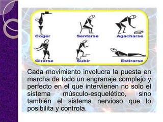 Cada movimiento involucra la puesta en
marcha de todo un engranaje complejo y
perfecto en el que intervienen no solo el
sistema músculo-esquelético, sino
también el sistema nervioso que lo
posibilita y controla.
 