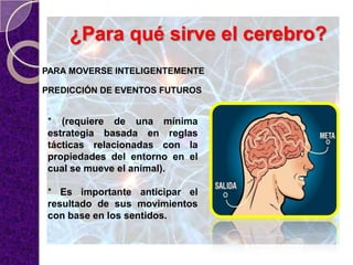 ¿Para qué sirve el cerebro?
PARA MOVERSE INTELIGENTEMENTE
* (requiere de una mínima
estrategia basada en reglas
tácticas relacionadas con la
propiedades del entorno en el
cual se mueve el animal).
* Es importante anticipar el
resultado de sus movimientos
con base en los sentidos.
PREDICCIÓN DE EVENTOS FUTUROS
 