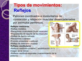 Tipos de movimientos:
Reflejos
Patrones coordinados e involuntarios de
contracción y relajación muscular desencadenados
por estímulos periféricos.
Reflejos medulares
•Reflejo miotático
•Receptores musculares (huso muscular)
•Propiedades de resorte de los músculos
•Reflejo de flexión-retirada
•Receptores cutáneos
•Función protectora y postural
•Reflejo de extensión cruzada
Reflejos vestibulares
•Reflejos vestíbulo-oculares ( estabilización de la
imagen en la retina)
•Reflejos vestíbulo-espinales (mantenimiento de la
postura)
 