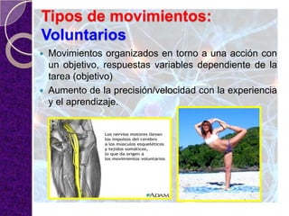 Tipos de movimientos:
Voluntarios
 Movimientos organizados en torno a una acción con
un objetivo, respuestas variables dependiente de la
tarea (objetivo)
 Aumento de la precisión/velocidad con la experiencia
y el aprendizaje.
 