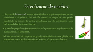 Esterilizaçãodemachos
- Processo de luta autocida em que são utilizados os próprios organismos para se
controlarem a si próprios. Este método consiste na criação de uma grande
quantidade de machos da espécie considerada, que são esterilizados numa
determinada fase de desenvolvimento.
- A esterilização pode ser feita recorrendo a radiação ionizante ou pela ingestão de
substancias que se toma estéril.
-Os machos estéreis são largados em grandes quantidades na área afetada, para
competirem com os machos existentes na Natureza, durante o acasalamento.
 
