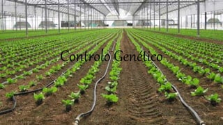 Controlo Genético
 