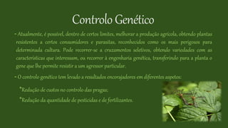 ControloGenético
- Atualmente, é possível, dentro de certos limites, melhorar a produção agrícola, obtendo plantas
resistentes a certos consumidores e parasitas, reconhecidos como os mais perigosos para
determinada cultura. Pode recorrer-se a cruzamentos seletivos, obtendo variedades com as
características que interessam, ou recorrer à engenharia genética, transferindo para a planta o
gene que lhe permite resistir a um agressor particular.
- O controlo genético tem levado a resultados encorajadores em diferentes aspetos:
*Redução de custos no controlo das pragas;
*Redução da quantidade de pesticidas e de fertilizantes.
 