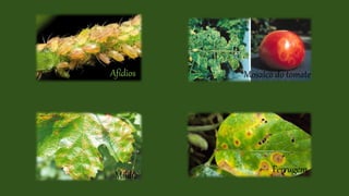 Afídios Mosaico do tomate
Míldio
Ferrugem
 