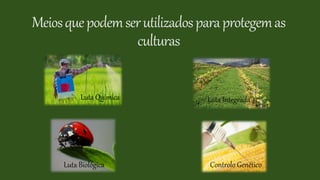 Meiosquepodemserutilizadosparaprotegemas
culturas
Luta Química
Luta Biológica
Luta Integrada
Controlo Genético
 
