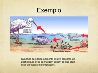 Exemplo




Supondo que neste ambiente estava presente um
pesticida,as aves da margem seriam os que eram
mais afectados (bioampliação).
 