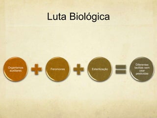 Luta Biológica



                                           Diferentes
Organismos                                tactitas sem
              Feromonas   Esterilização
 auxiliares                                   usar
                                           pesticidas
 