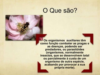 O Que são?



  Os organismos auxiliares têm
como função combater as pragas e
     as doenças, podendo ser
    predadores, ou parasitóides
    (organismos, normalmente
insectos, que se desenvolvem total
  ou parcialmente à custa de um
   organismo de outra espécie,
   acabando por provocar a sua
          própria morte).
 