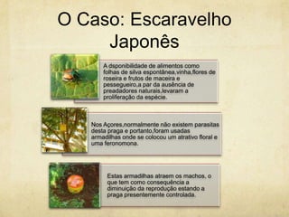 O Caso: Escaravelho
     Japonês
       A dsponibilidade de alimentos como
       folhas de silva espontânea,vinha,flores de
       roseira e frutos de maceira e
       pessegueiro,a par da ausência de
       preadadores naturais,levaram a
       proliferação da espécie.



   Nos Açores,normalmente não existem parasitas
   desta praga e portanto,foram usadas
   armadilhas onde se colocou um atrativo floral e
   uma feronomona.




        Estas armadilhas atraem os machos, o
        que tem como consequência a
        diminuição da reprodução estando a
        praga presentemente controlada.
 