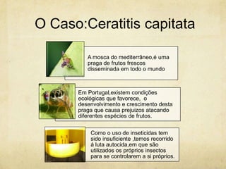 O Caso:Ceratitis capitata

         A mosca do mediterrâneo,é uma
         praga de frutos frescos
         disseminada em todo o mundo



      Em Portugal,existem condições
      ecológicas que favorece, o
      desenvolvimento e crescimento desta
      praga que causa prejuizos atacando
      diferentes espécies de frutos.


          Como o uso de inseticidas tem
          sido insuficiente ,temos recorrido
          á luta autocida,em que são
          utilizados os próprios insectos
          para se controlarem a si próprios.
 