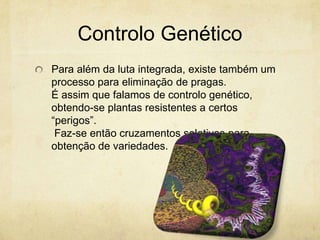 Controlo Genético
Para além da luta integrada, existe também um
processo para eliminação de pragas.
É assim que falamos de controlo genético,
obtendo-se plantas resistentes a certos
“perigos”.
 Faz-se então cruzamentos seletivos para
obtenção de variedades.
 