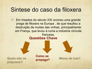 Sintese do caso da filoxera
     Em meados do século XXI ocorreu uma grande
      praga de filoxera na Europa , de que resultou a
     destruição de muitas das vinhas, principalmente
     em França, que levou à ruína a indústria vinícola
                         francesa.
               Questões Chave



                    Como se
Quais são os        propaga?         Meios de luta?
prejuizos?
 