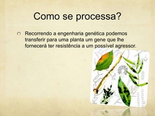 Como se processa?
Recorrendo a engenharia genética podemos
transferir para uma planta um gene que lhe
fornecerá ter resistência a um possível agressor.
 