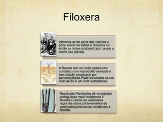 Filoxera

Alimenta-se de seiva das videiras e
pode atacar as folhas e rebentos ou
então as raízes acabando por causar a
morte das plantas.




A filoxera tem um ciclo reproductor
complexo,com reprodulão sexuada e
reprodução assexuada por
partenogénese.Pode considerar-se um
ciclo aereo e um ciclo subterraneo.


Resolução:Plantações de variadades
portuguesas mais resistentes á
filoxera.Enxertia de variadades
regionais sobre porta-enxertos de
variadadesamericanas resistentes á
filoxera.
 