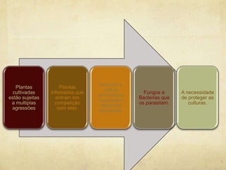 Insectos e
   Plantas           Plantas
                                     outros
  cultivadas     infestadas,que                   Fungos e      A necessidade
                                  animaisque
estão sujeitas     entram em                    Bacterias que   de proteger as
                                  consomem
 a multiplas       competição                   os parasitam.      culturas.
                                   diferentes
 agressões          com elas.
                                  estruturas.
 