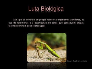 Luta Biológica
Este tipo de controlo de pragas recorre a organismos auxiliares, ao
uso de feromonas e à esterlização de seres que constituem pragas,
fazendo diminuir a sua reprodução.
Louva-a-deus devora um inseto
 