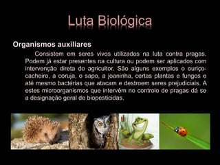 Luta Biológica
Organismos auxiliares
Consistem em seres vivos utilizados na luta contra pragas.
Podem já estar presentes na cultura ou podem ser aplicados com
intervenção direta do agricultor. São alguns exemplos o ouriço-
cacheiro, a coruja, o sapo, a joaninha, certas plantas e fungos e
até mesmo bactérias que atacam e destroem seres prejudiciais. A
estes microorganismos que intervêm no controlo de pragas dá se
a designação geral de biopesticidas.
 