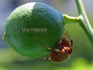 Luta Integrada
 