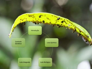 Introdução
Luta Química
Luta BiológicaLuta Integrada
Controlo
Genético
 