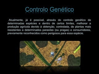 Controlo Genético
Atualmente, já é possível, através do controlo genético de
determinadas espécies e dentro de certos limites, melhorar a
produção agrícola devido à obtenção, controlada, de plantas mais
resistentes a determinados parasitas (ou pragas) e consumidores,
previamente reconhecidos como perigosos para essa espécie.
 