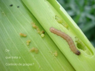 De
que trata o
Controlo de pragas?
 