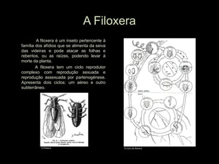 A Filoxera
A filoxera é um inseto pertencente à
família dos afídios que se alimenta da seiva
das videiras e pode atacar as folhas e
rebentos, ou as raízes, podendo levar à
morte da planta.
A filoxera tem um ciclo reprodutor
complexo com reprodução sexuada e
reprodução assexuada por partenogénese.
Apresenta dois ciclos: um aéreo e outro
subterrâneo.
A Filoxera O Ciclo da filoxera
 