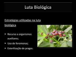 Estratégias utilizadas na luta
biológica
 Recurso a organismos
auxiliares;
 Uso de feromonas;
 Esterilização de pragas.
 