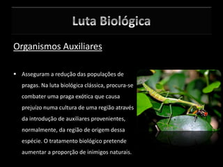 Organismos Auxiliares
 Asseguram a redução das populações de
pragas. Na luta biológica clássica, procura-se
combater uma praga exótica que causa
prejuízo numa cultura de uma região através
da introdução de auxiliares provenientes,
normalmente, da região de origem dessa
espécie. O tratamento biológico pretende
aumentar a proporção de inimigos naturais.
 