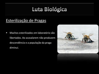 Esterilização de Pragas
 Machos esterilizados em laboratório são
libertados. Ao acasalarem não produzem
descendência e a população da praga
diminui.
 