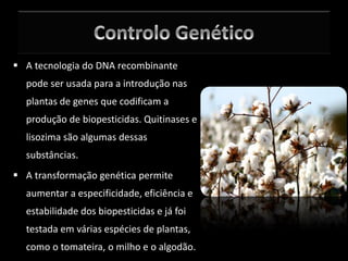  A tecnologia do DNA recombinante
pode ser usada para a introdução nas
plantas de genes que codificam a
produção de biopesticidas. Quitinases e
lisozima são algumas dessas
substâncias.
 A transformação genética permite
aumentar a especificidade, eficiência e
estabilidade dos biopesticidas e já foi
testada em várias espécies de plantas,
como o tomateira, o milho e o algodão.
 