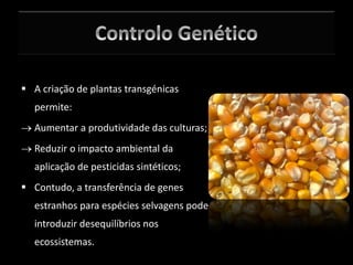  A criação de plantas transgénicas
permite:
 Aumentar a produtividade das culturas;
 Reduzir o impacto ambiental da
aplicação de pesticidas sintéticos;
 Contudo, a transferência de genes
estranhos para espécies selvagens pode
introduzir desequilíbrios nos
ecossistemas.
 