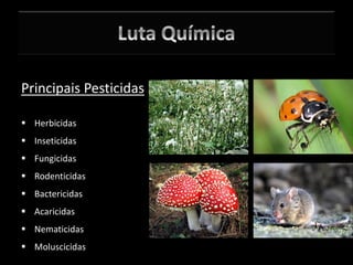 Principais Pesticidas
 Herbicidas
 Inseticidas
 Fungicidas
 Rodenticidas
 Bactericidas
 Acaricidas
 Nematicidas
 Moluscicidas
 