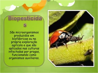 São microorganismos
     produzidos em
   biofábricas ou na
  própria exploração
   agrícola e que são
 aplicados nas culturas
infectadas por pragas,
   funcionando como
organismos auxiliares.
 