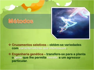  Cruzamentos seletivos – obtém-se variedades
  com características que interessam.
 Engenharia genética – transfere-se para a planta
  o gene que lhe permite resistir a um agressor
  particular.
 