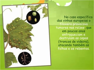 No caso específico
 das vinhas europeias o
   filoxera provocava
tumores nas raízes, que
     em poucos anos
     enfraqueciam e
   destruíam as cepas
  (troncos de videira),
  atacando também as
 folhas e os rebentos.
 