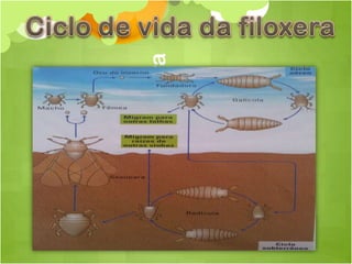 Ciclo da filoxera
 