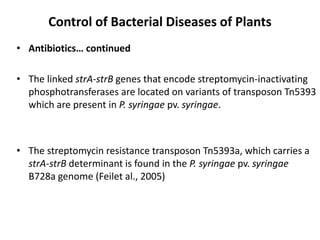 Control of Bacterial Diseases of Plants
• Antibiotics… continued
• The linked strA-strB genes that encode streptomycin-ina...