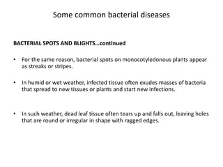 Some common bacterial diseases
BACTERIAL SPOTS AND BLIGHTS…continued
• Almost all bacterial spots and blights of leaves, s...