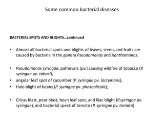 Some common bacterial diseases
BACTERIAL SPOTS AND BLIGHTS… continued
• Xanthomonas compestris, pathovars causing common b...