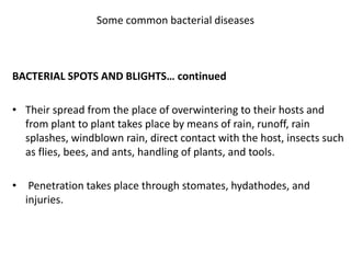 Some common bacterial diseases
BACTERIAL SPOTS AND BLIGHTS… continued
• Water soaking of tissues during heavy rains greatl...