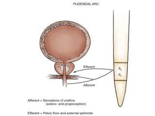 Control of bladder | PPTX